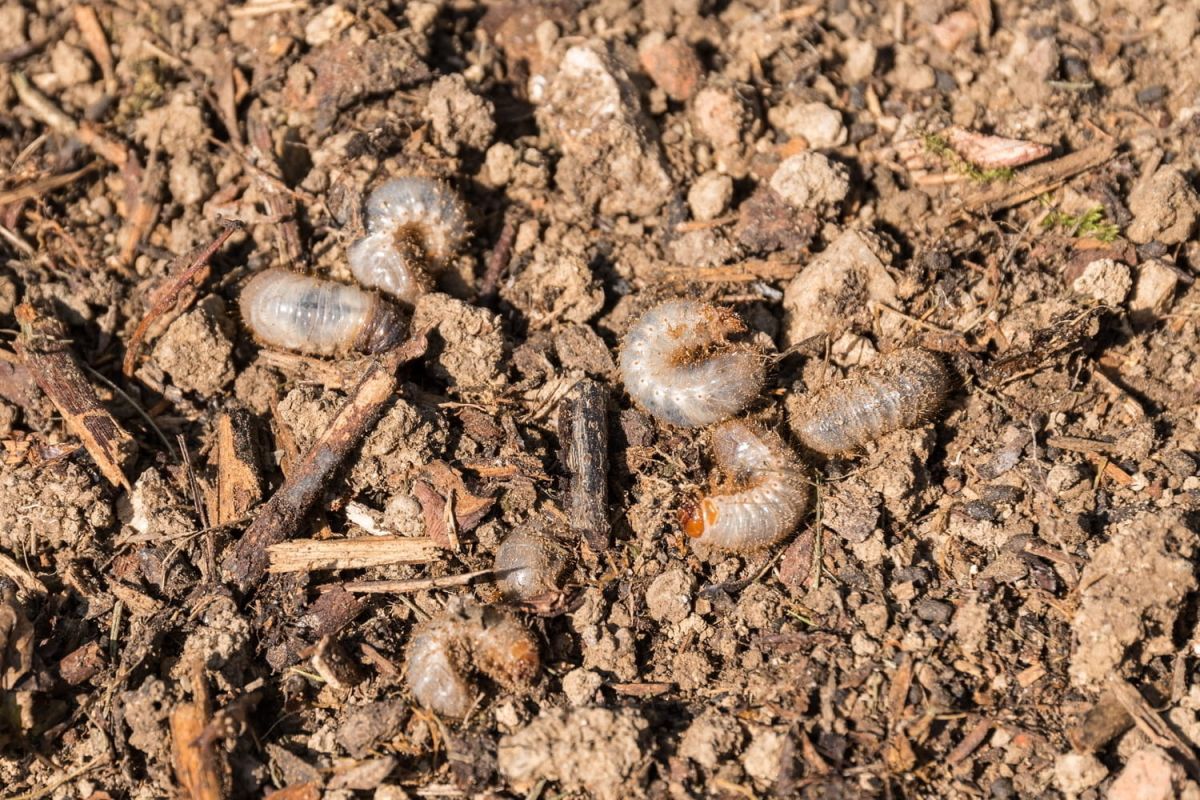 Larve de hanneton : s'en débarrasser et protéger les plantes