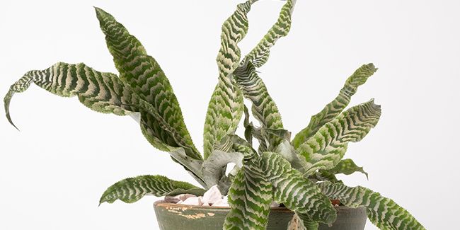 Cryptanthe (Cryptanthus), des rosettes zébrées et colorées