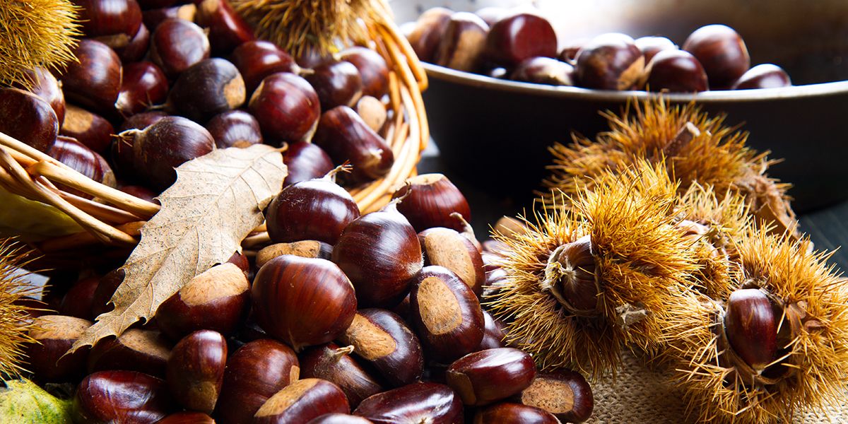 des châtaignes toute l'année : nos astuces pour les conserver