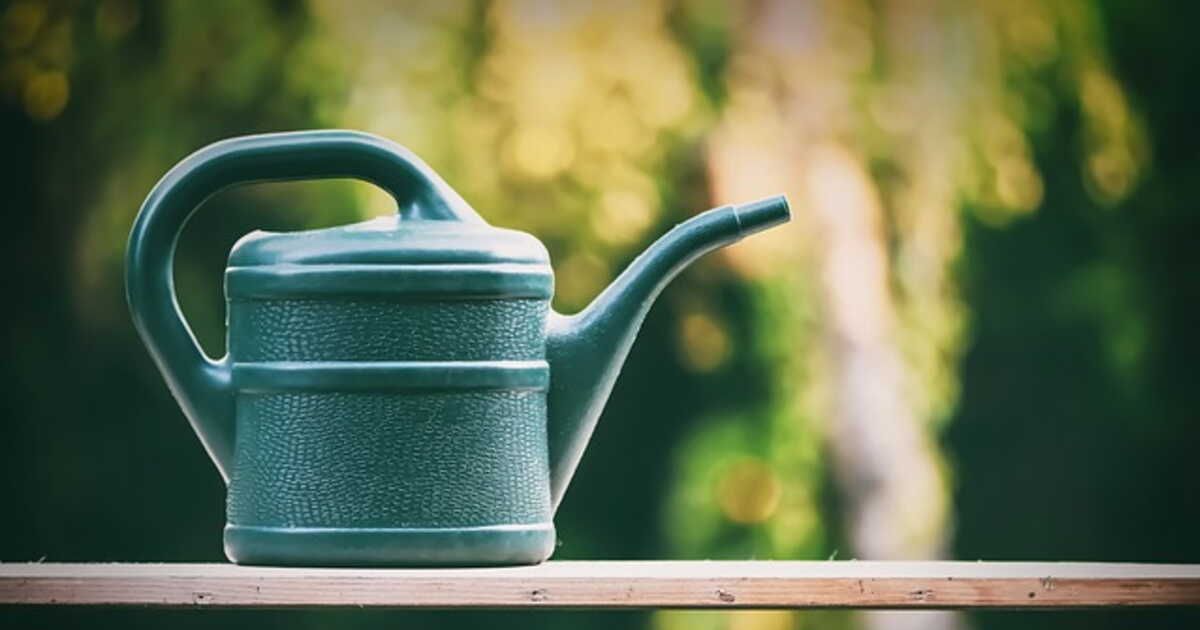 Arroser son jardin en hiver : ce qu'il faut savoir