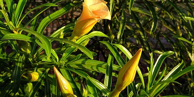 Thévétia du Pérou (Thevetia peruviana) ou laurier jaune