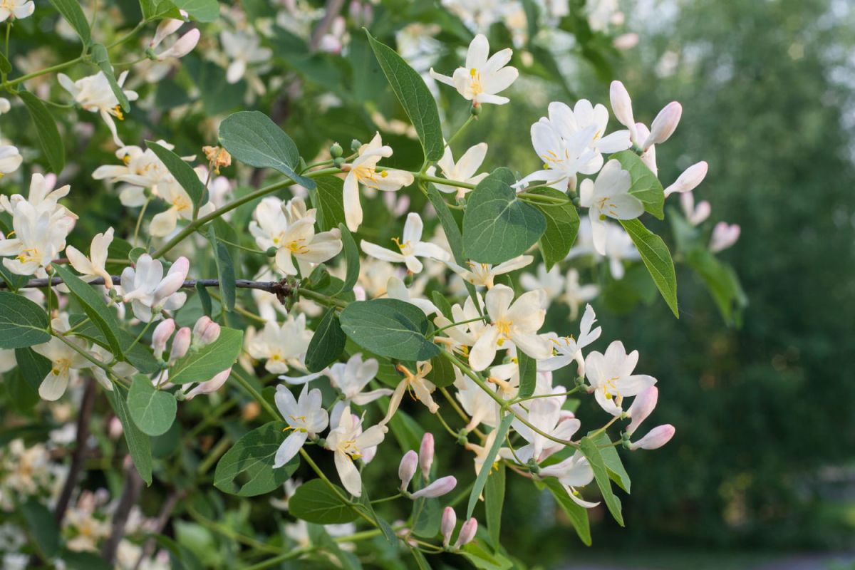 Le chèvrefeuille : une plante grimpante qui embellit sans efforts