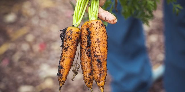 Comment récolter et conserver les légumes racines ?