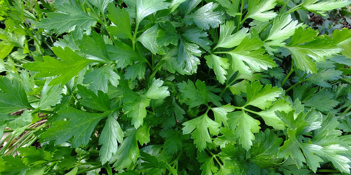 Le persil : l'aromatique incontournable de nos cuisines
