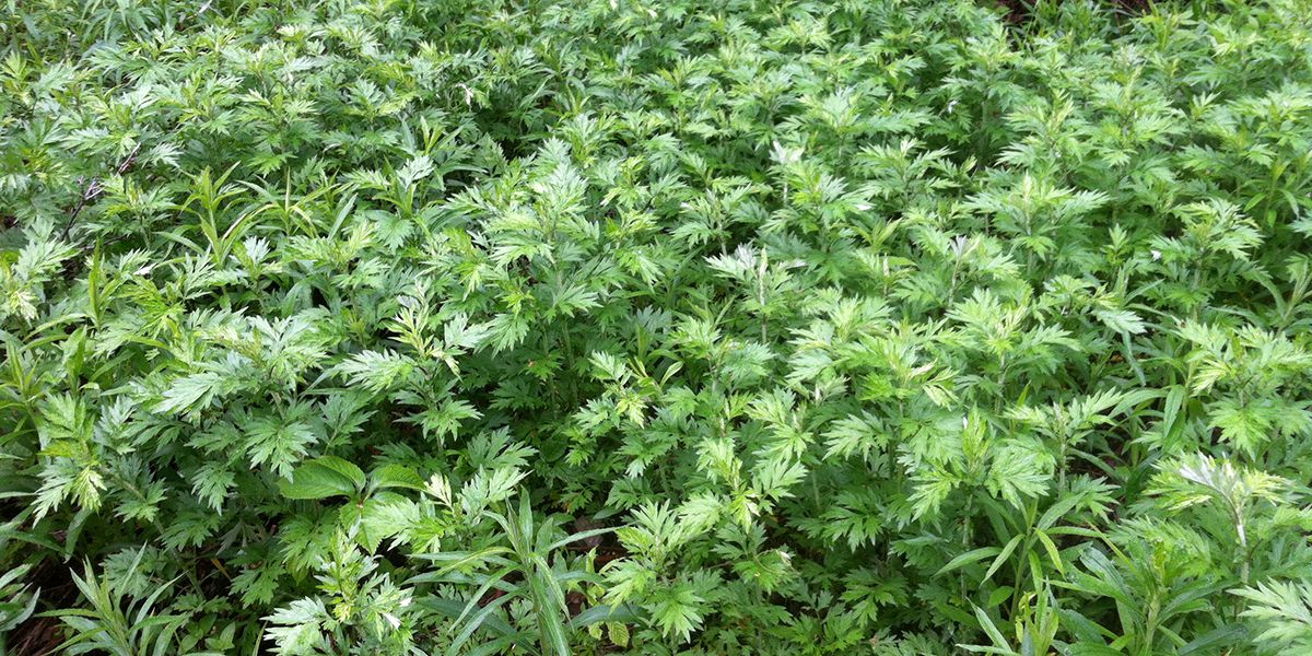 Plantes à éviter pour les allergiques au pollen : 9 choix à bannir de votre jardin