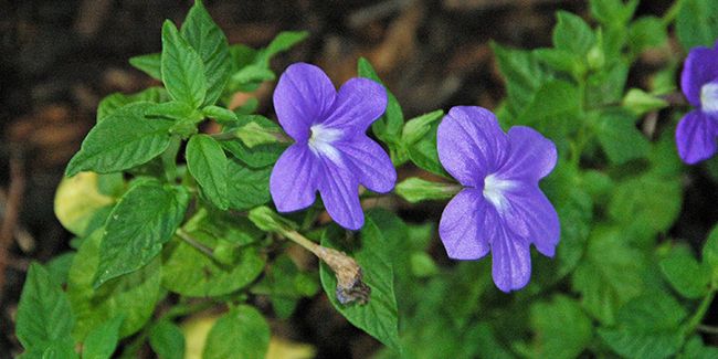 Browallie remarquable : la beauté d'une violette exotique