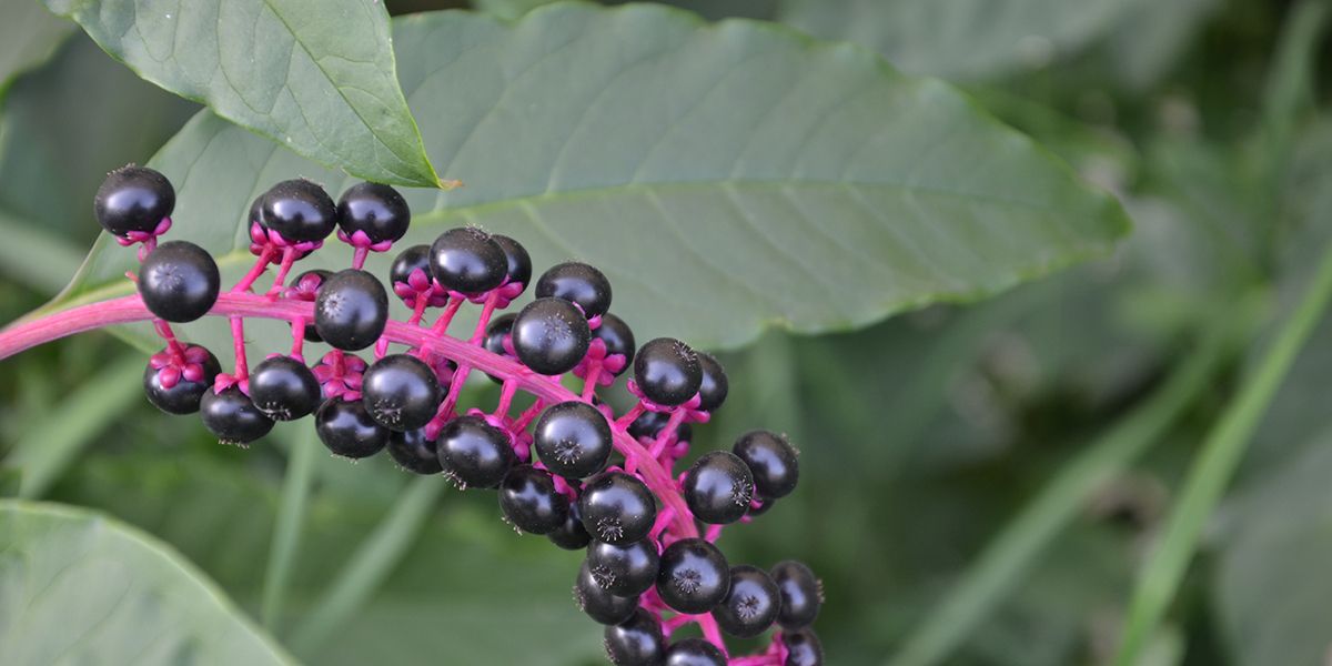 Comment se débarrasser du raisin d'Amérique ou phytolaque définitivement sans produits chimiques ?