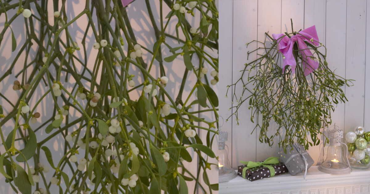 Le gui : un symbole chargé de significations