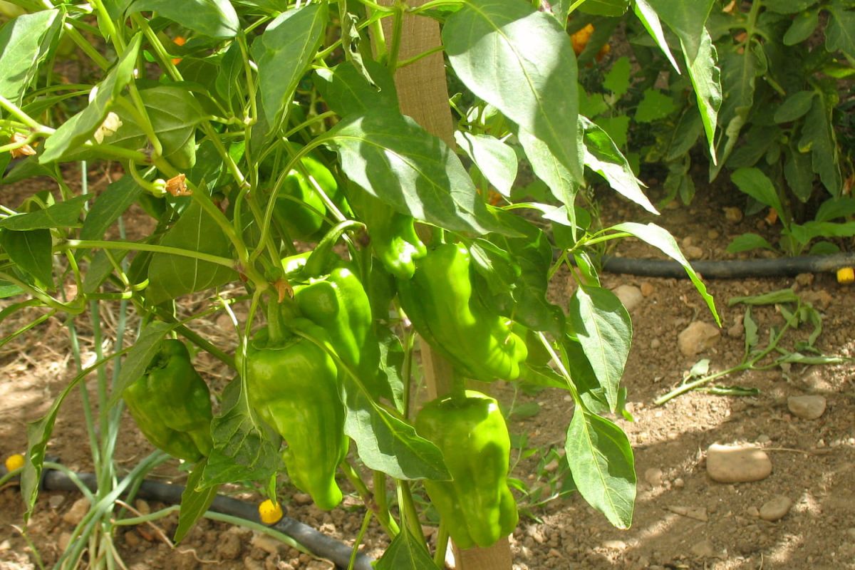 Poivron : entre plaisir gustatif et culture réussie