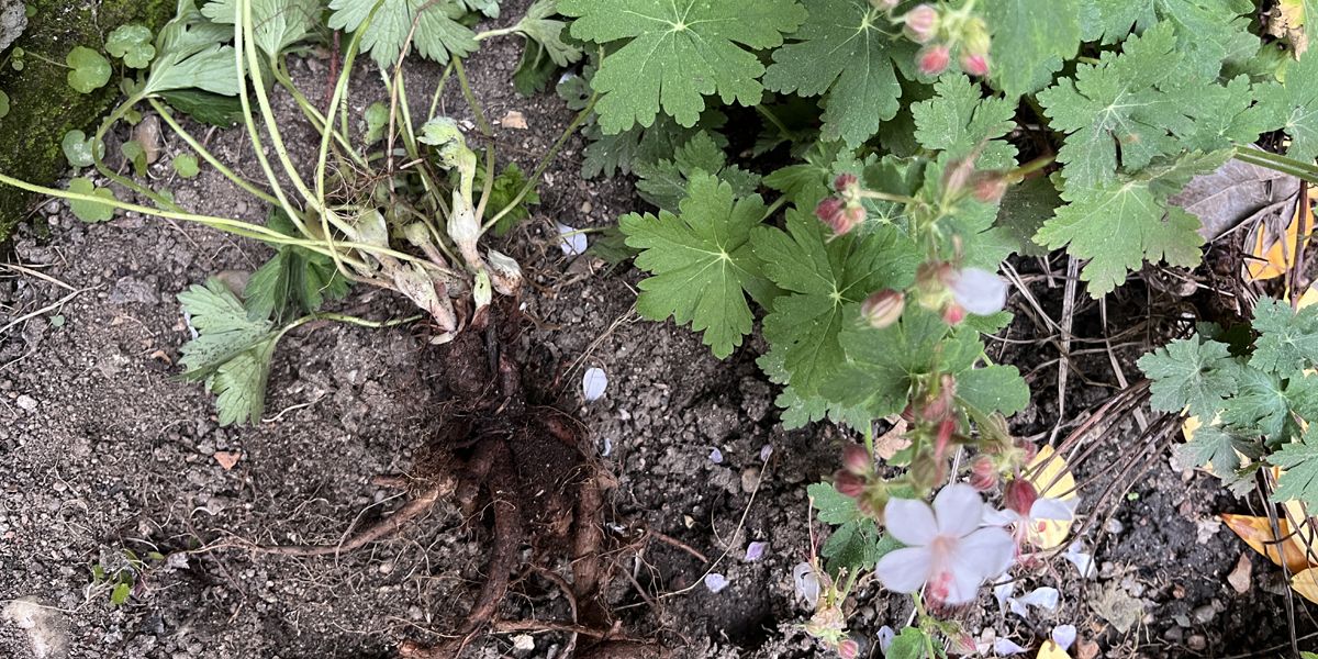 Quand et comment diviser le géranium vivace ?