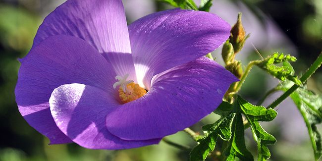 L'hibiscus bleu d'Australie (Alyogyne huegelii), un faux hibiscus