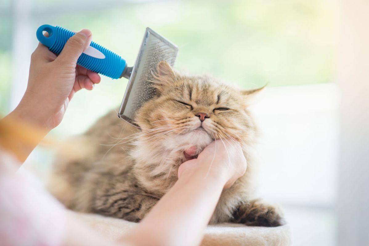 Les brosses idéales pour chouchouter votre chat toute l'année