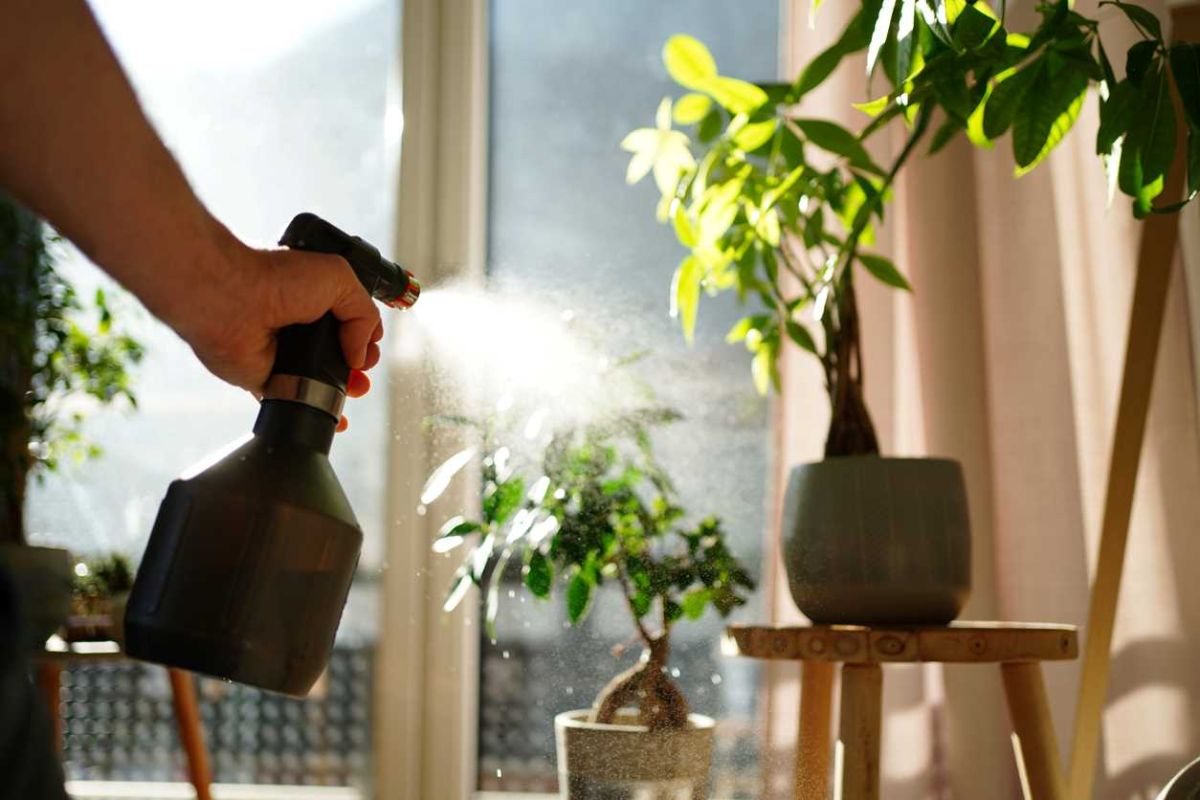 Vinaigre blanc : votre allié contre les cochenilles au jardin