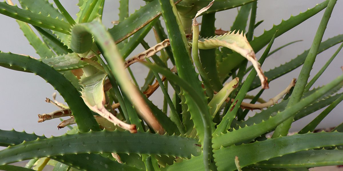 Que faire si les feuilles de votre aloe vera deviennent molles ?