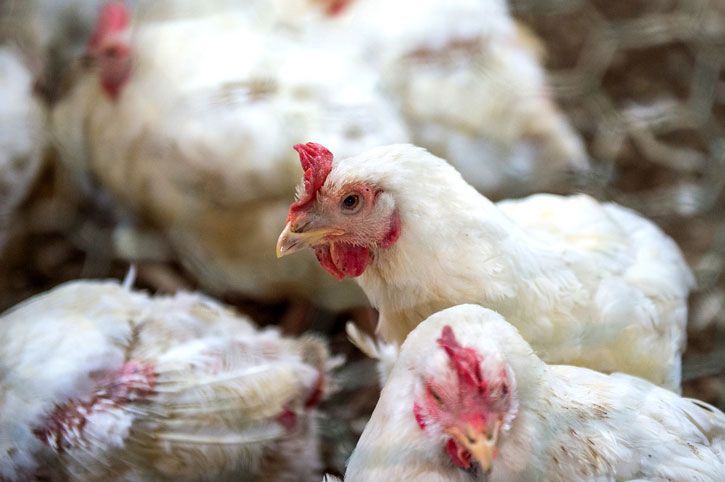 Une majorité de poulets britanniques porteurs d'E.coli : un enjeu de santé publique