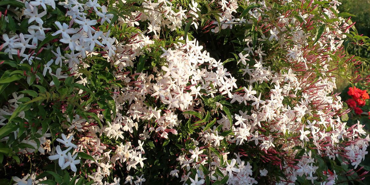 Le jasmin blanc d'hiver : une beauté parfumée aux fleurs délicates
