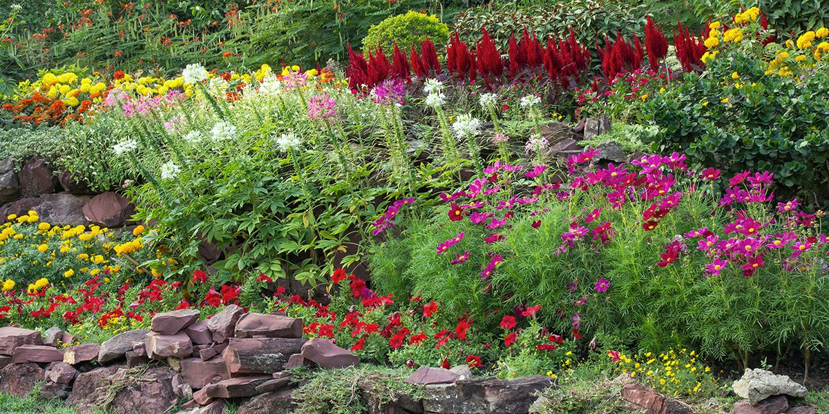 Les clés pour un parterre de fleurs réussi : évitez ces 9 erreurs courantes