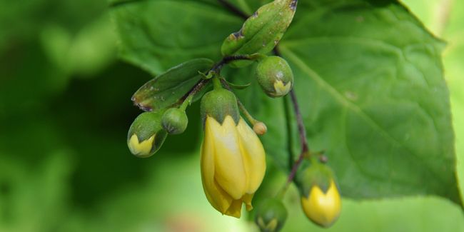 Fleur de cire (Kirengeshoma palmata) : une merveille des jardins