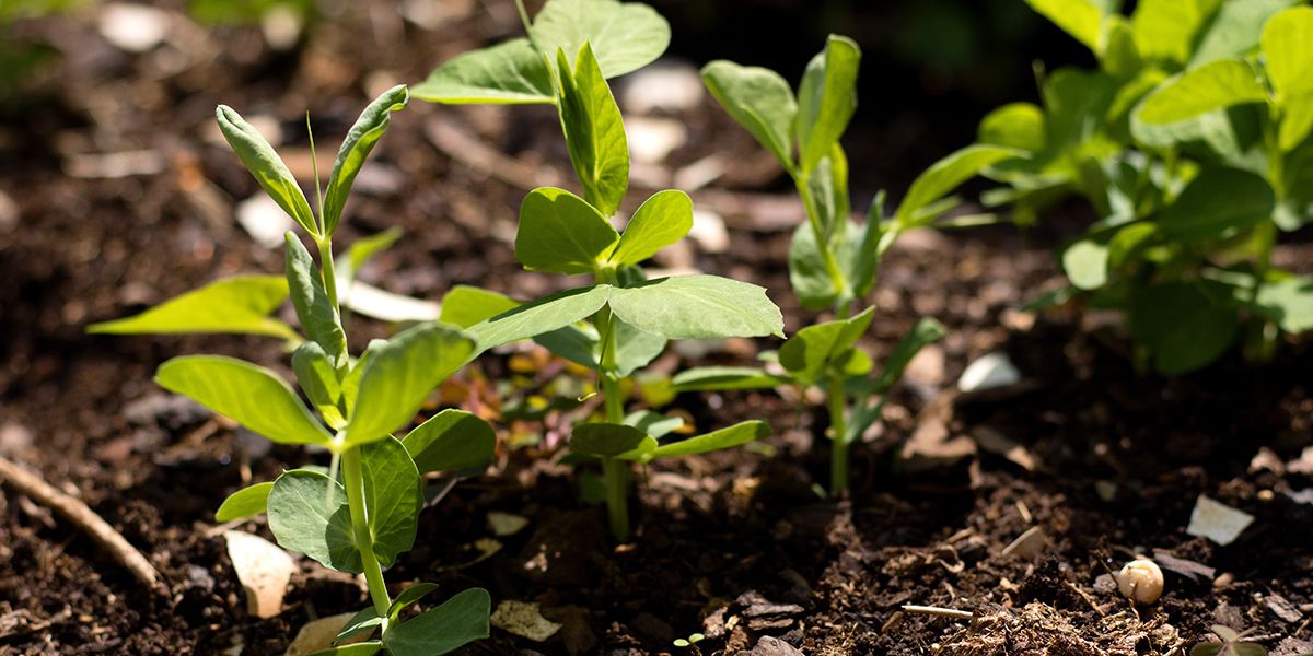 Semer des petits pois : astuces pour réussir votre culture