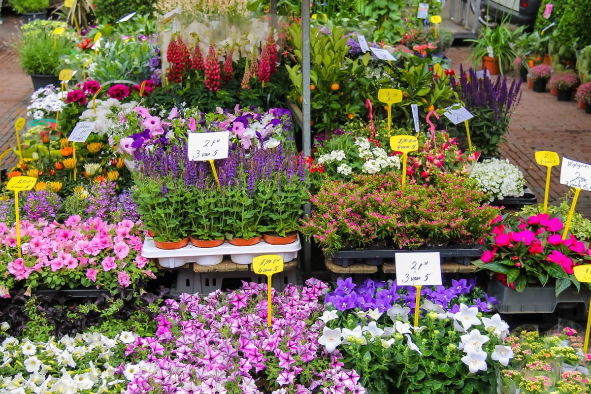 Une plante insecticide naturelle qui embellit votre jardin jusqu'en octobre