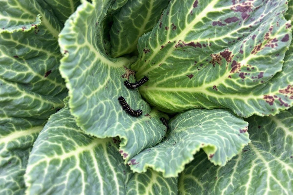 Protégez vos choux avec ce répulsif naturel efficace