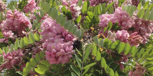 l'acacia rose : une touche de couleur éblouissante dans votre jardin
