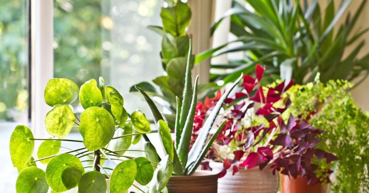 Comment arroser vos plantes avant de partir en vacances : l'astuce inattendue de la pelote de laine