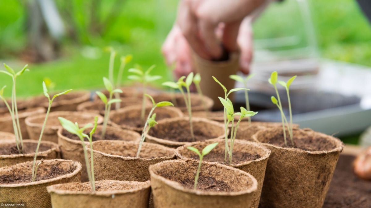 Le jardinage de printemps : préparez votre potager avec enthousiasme