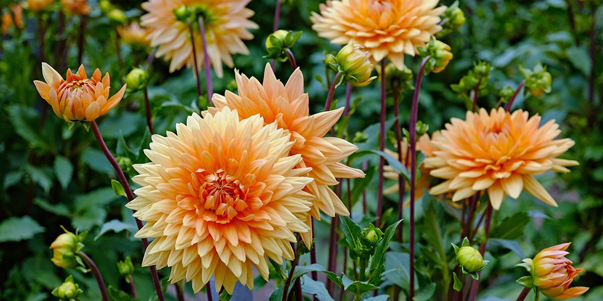 Les dahlias : une explosion de couleurs et de formes pour vos jardins
