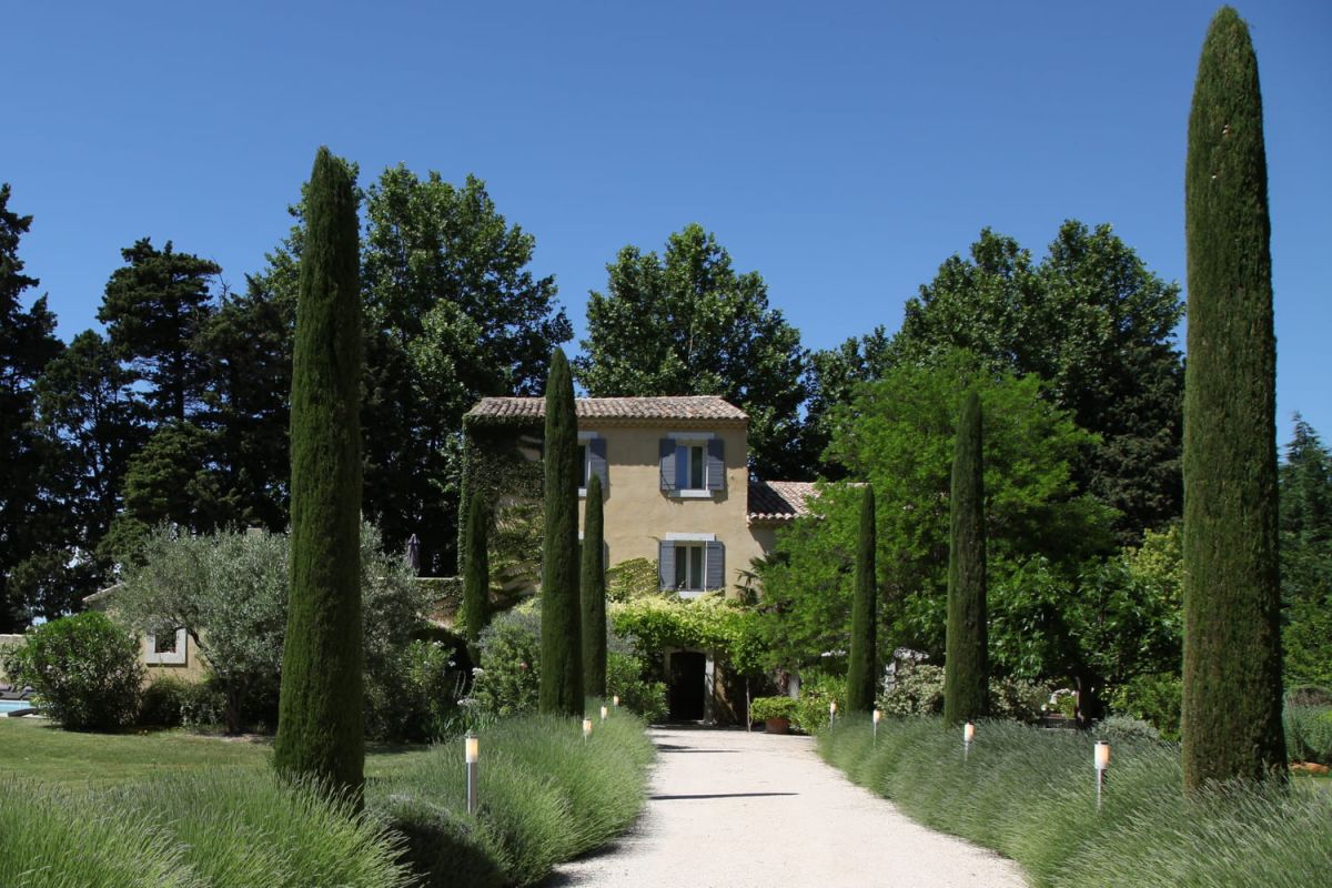 Le cyprès de Provence : un arbre incontournable pour votre jardin