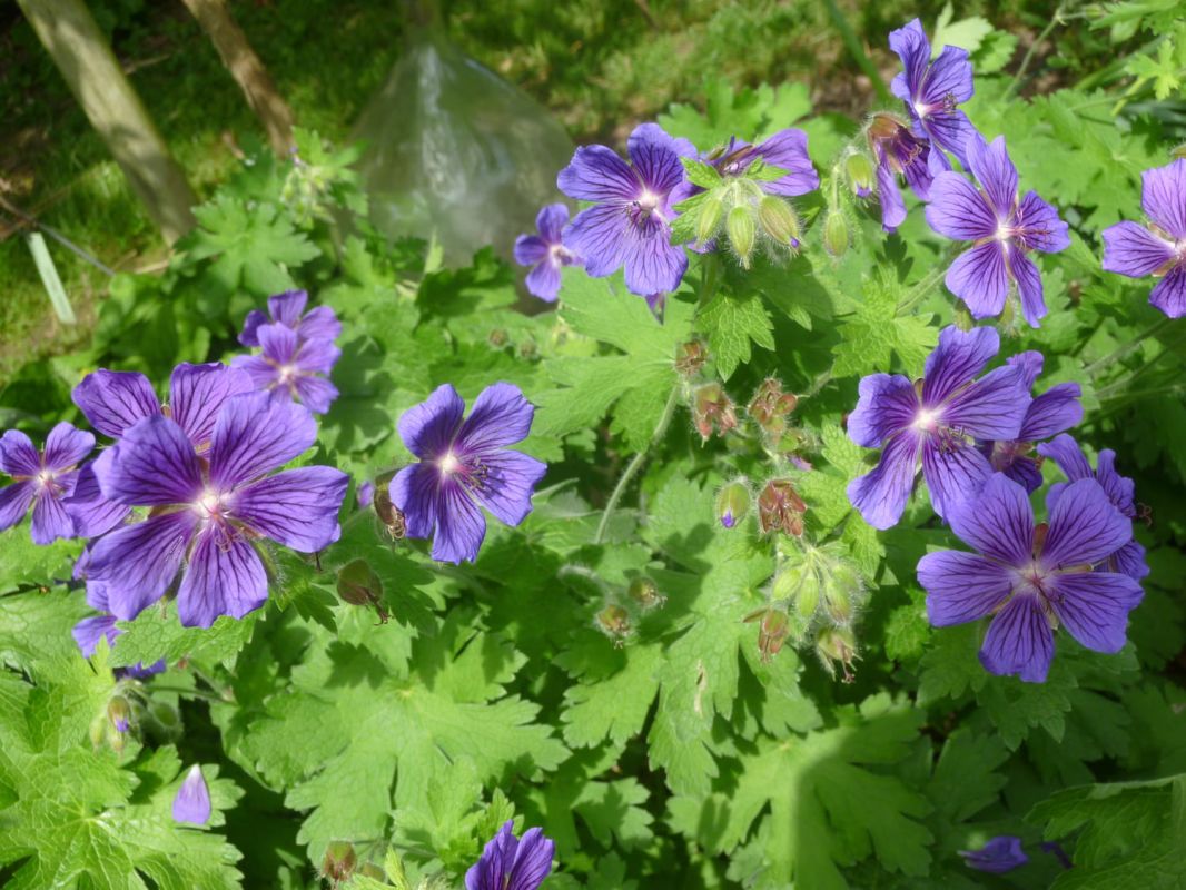 Plantes adaptées au plein soleil