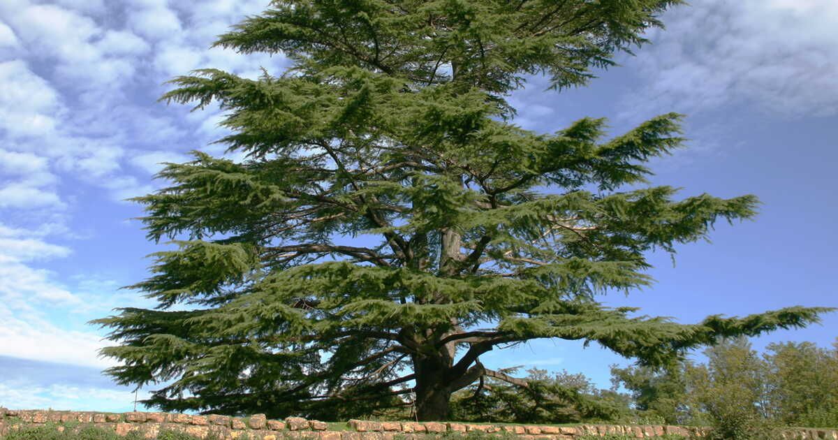 Le cèdre : l'arbre aux mille vertus révélées