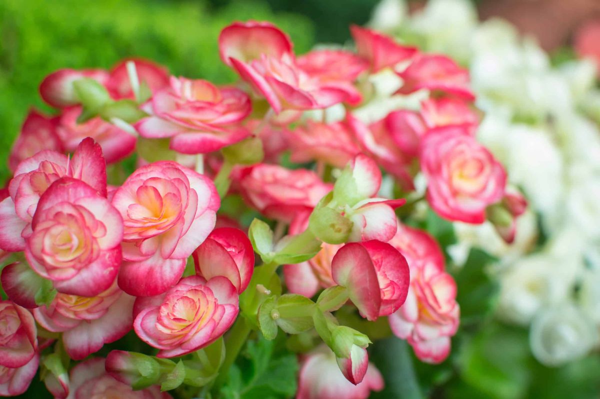 La magie du bouturage des bégonias : suivez notre guide pour une croissance florissante