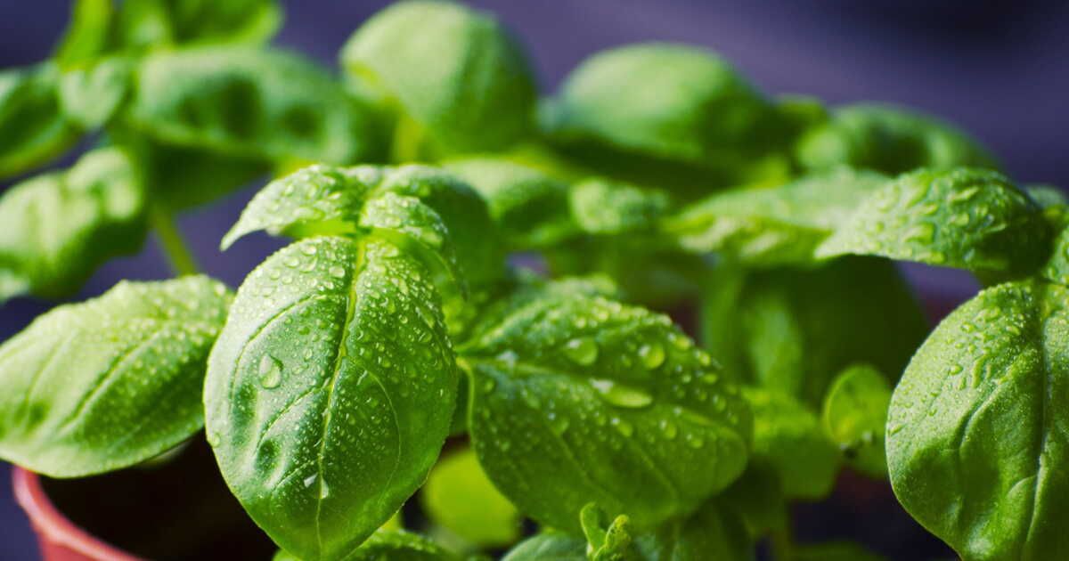 Le basilic : l'herbe royale aux mille saveurs