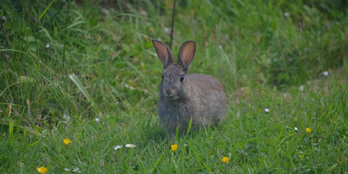 Des astuces infaillibles pour éloigner les lapins de votre jardin