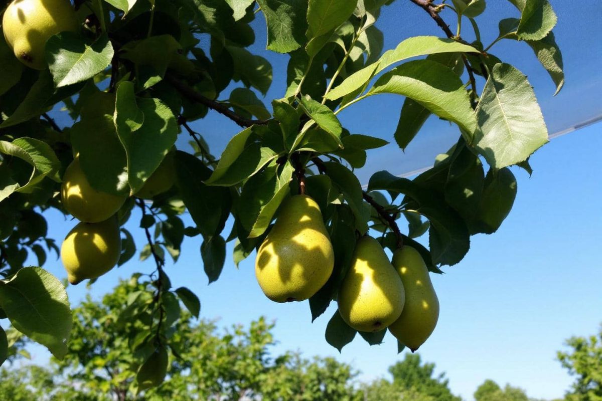 Protégez vos poires des coups de soleil cet été : une astuce incontournable pour les jardiniers