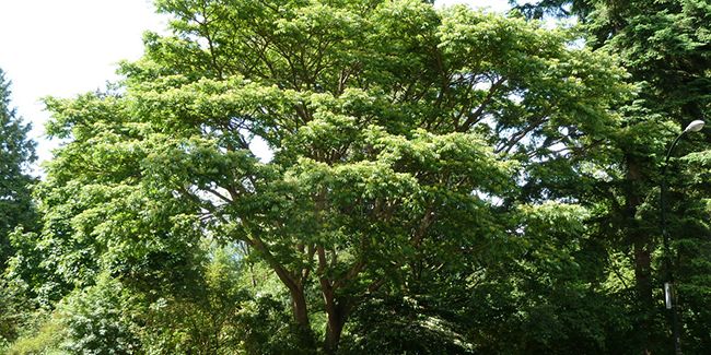 À la découverte du phellodendron de l'Amour : un arbre fascinant à cultiver