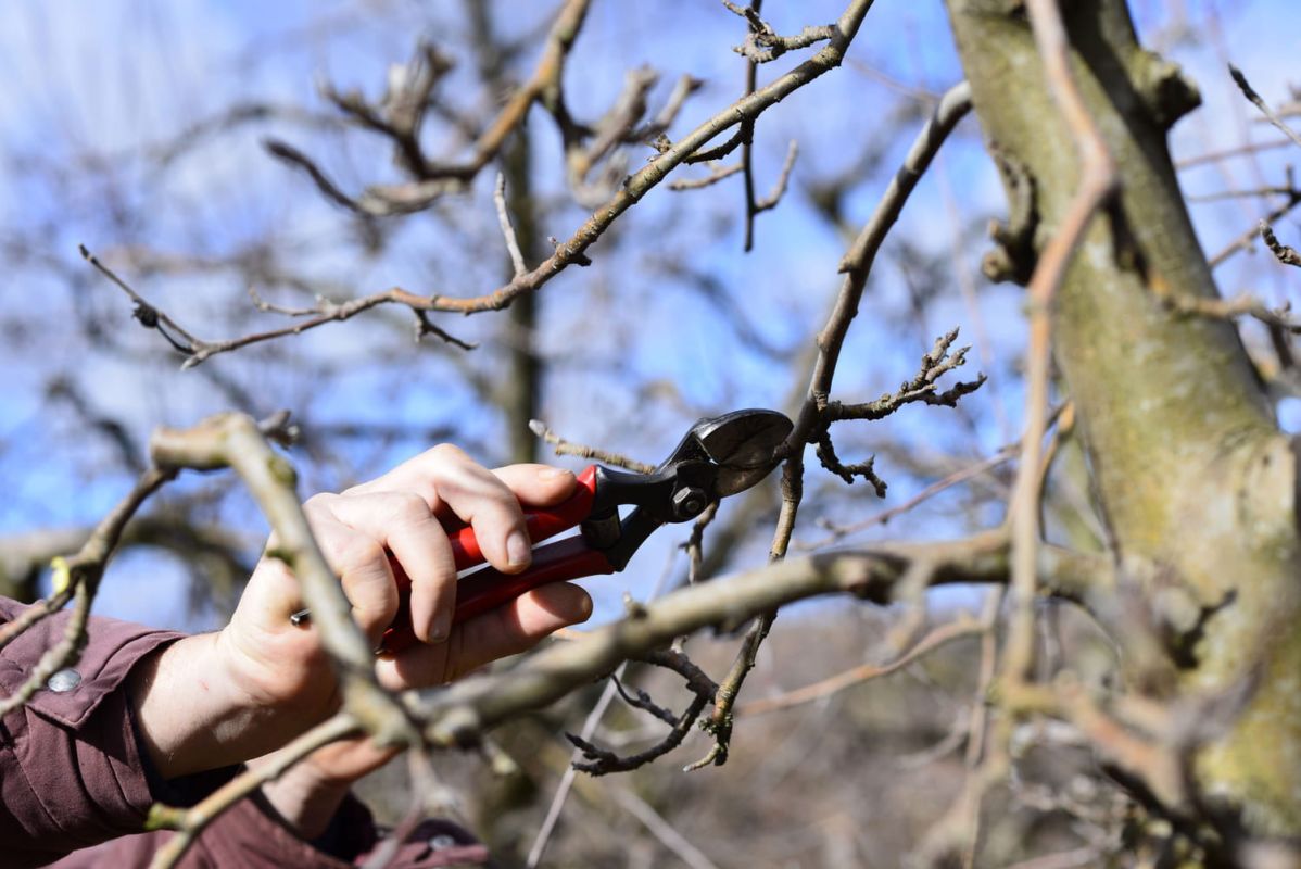 l'art de la taille des arbres fruitiers : guide pratique pour une récolte réussie