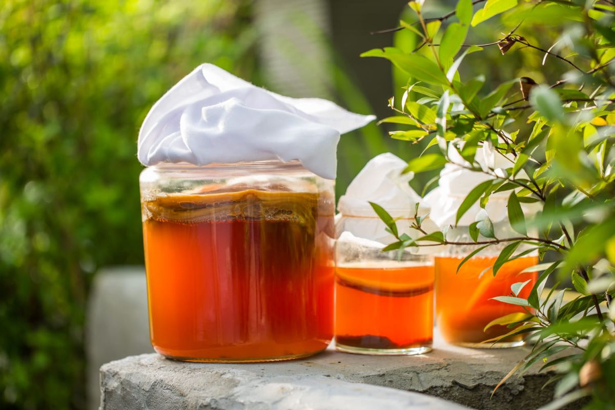Le kombucha, l'élixir qui séduit la France