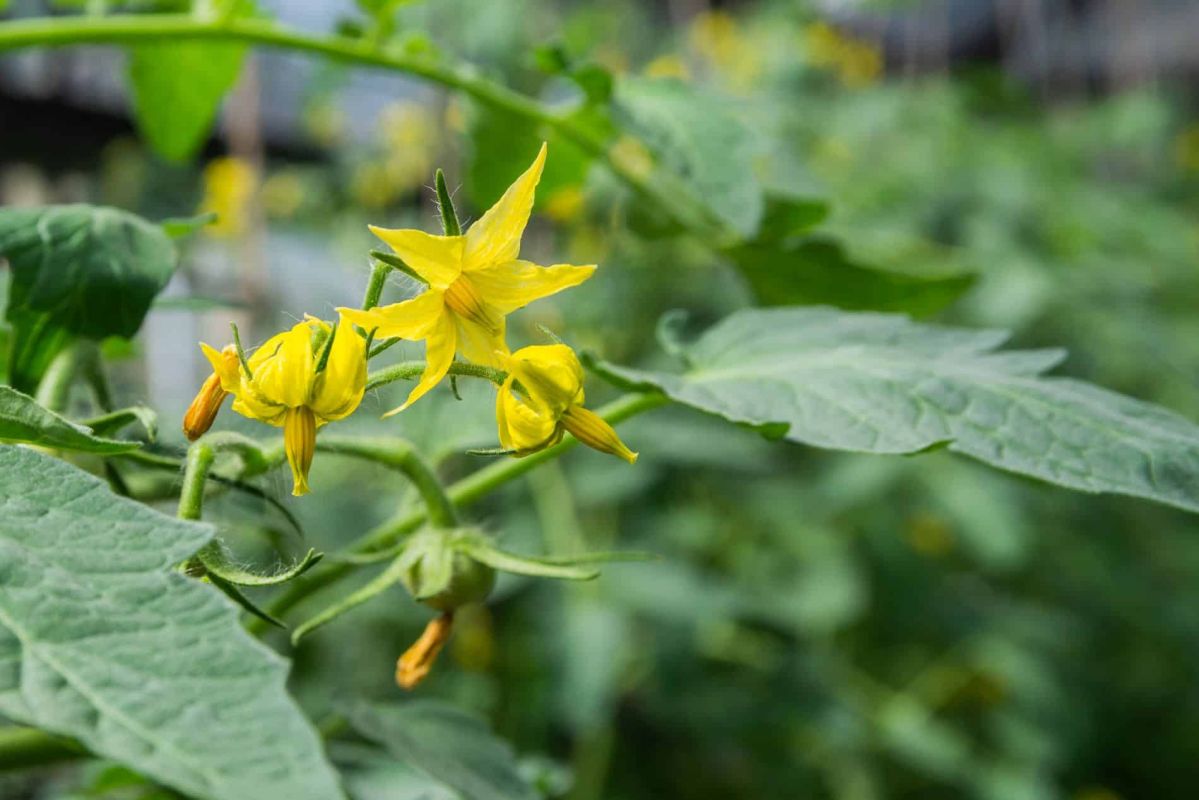 Relancer la floraison de vos tomates : les astuces des experts