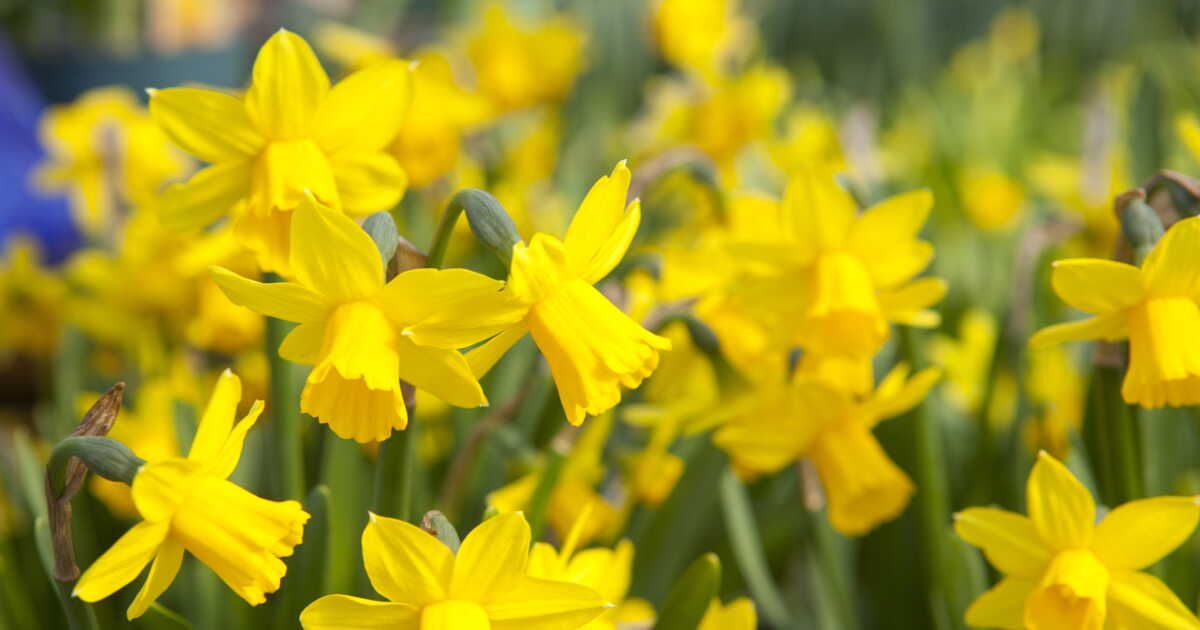 démêler le mystère des jonquilles et des narcisses