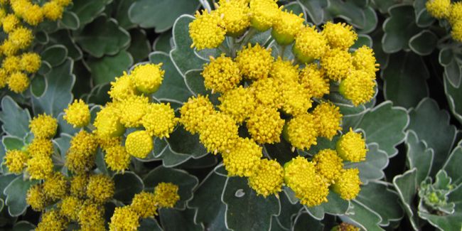 Chrysanthème mimosa (Ajania pacifica), chrysanthème du Pacifique