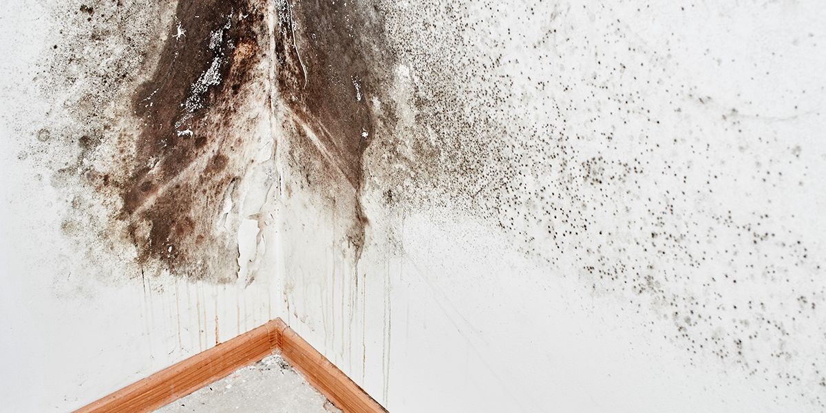Des solutions efficaces pour lutter contre l'humidité dans votre maison