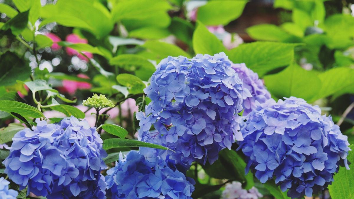 les secrets de la bouture d'hortensias révélés
