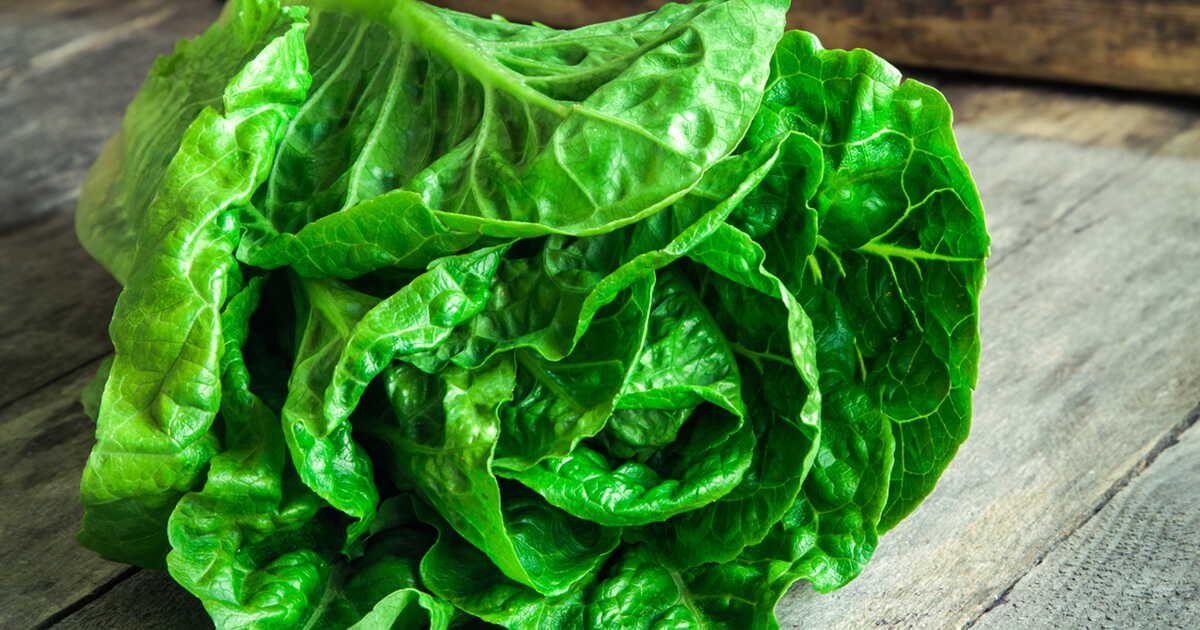 Des astuces simples pour garder votre salade fraîche plus longtemps