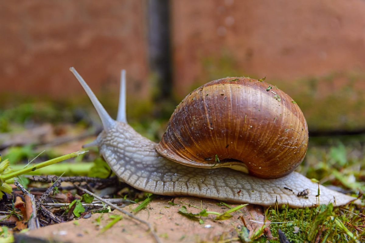 Capturez la magie des escargots : un geste pour la science