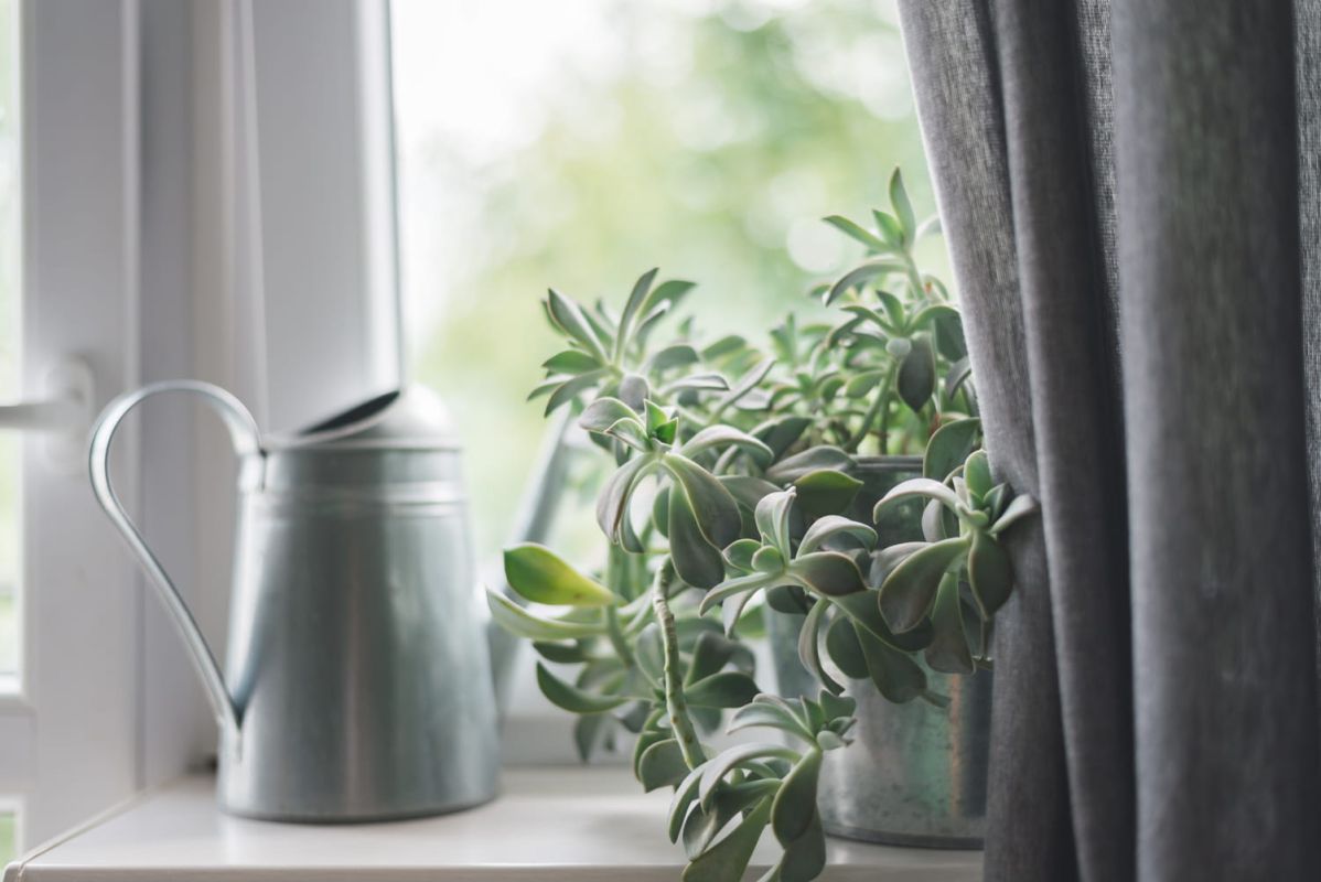 Comment bien arroser vos plantes en hiver : conseils pratiques