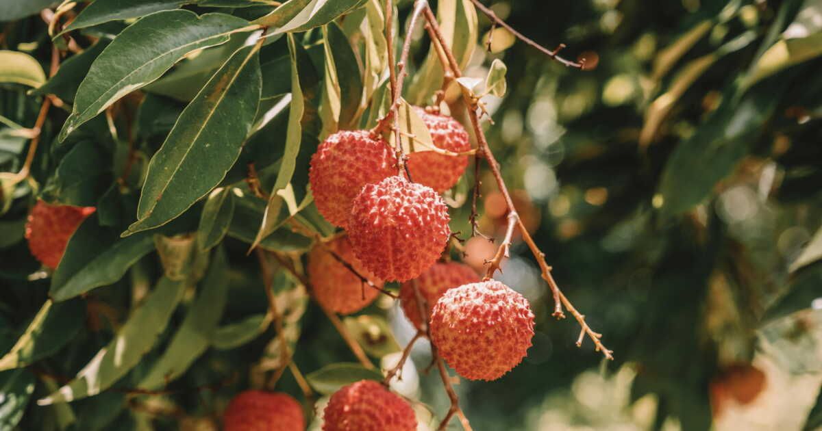 Cultiver un litchi à partir de son noyau : vous aussi, lancez-vous