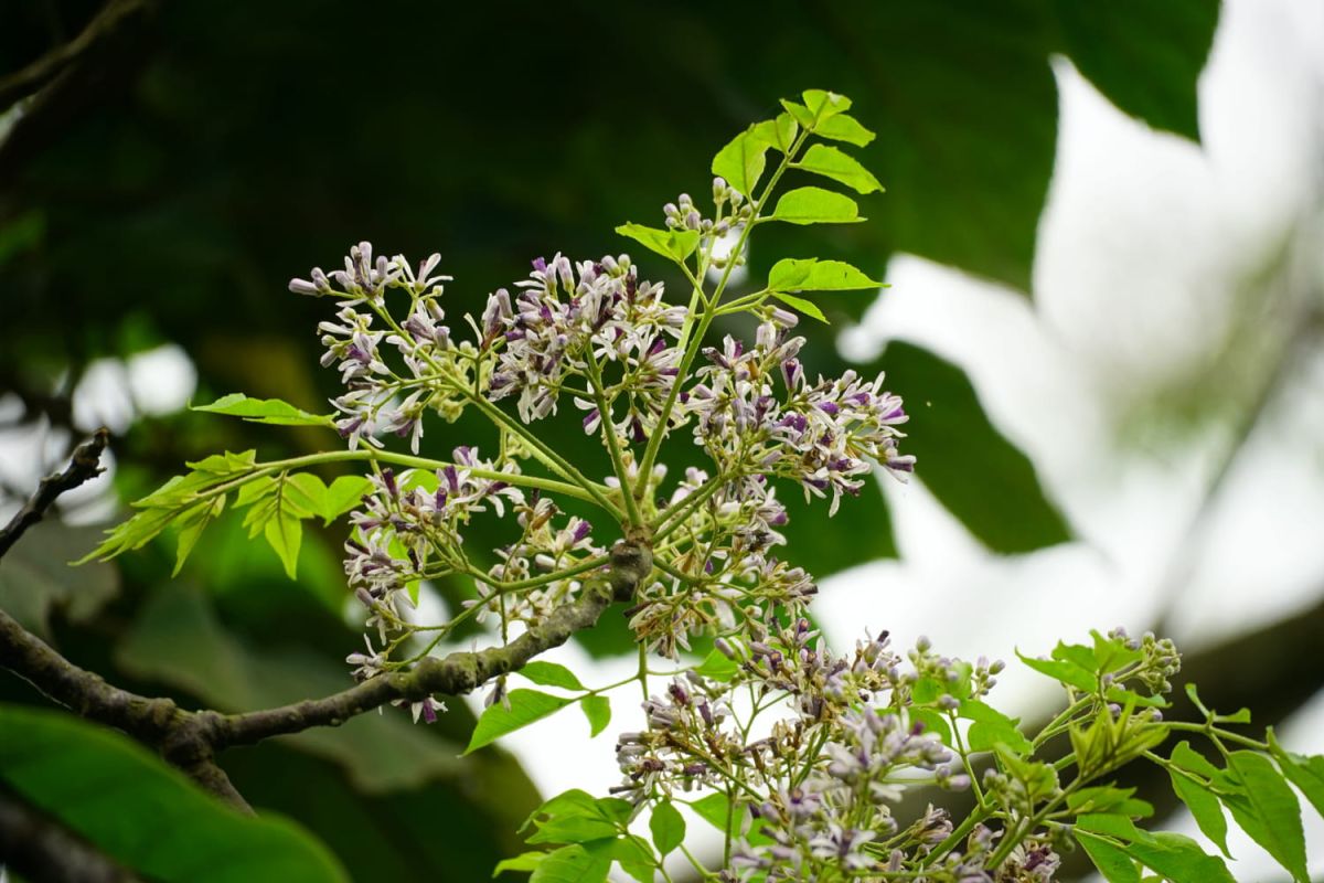 l'arbre aux mille bienfaits : pourquoi adopter le margousier dans votre jardin