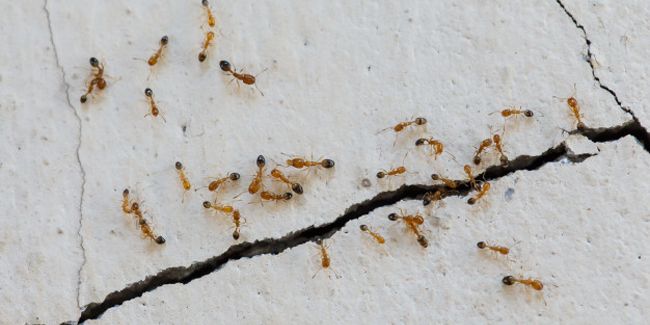 10 solutions naturelles pour se débarrasser des fourmis à la maison